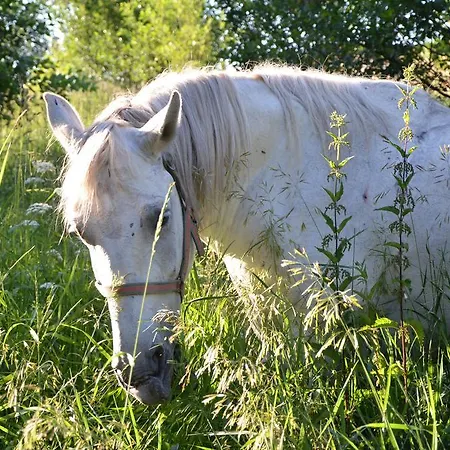 招待所 Pezion Limbovy Dvor