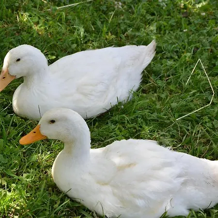 Pezion Limbovy Dvor 2*