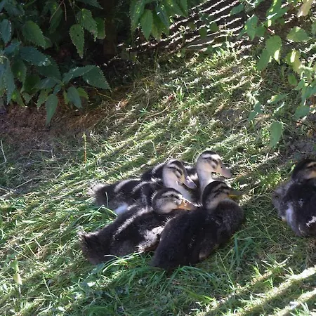 Pezion Limbovy Dvor Penzión pre hostí Vrbov