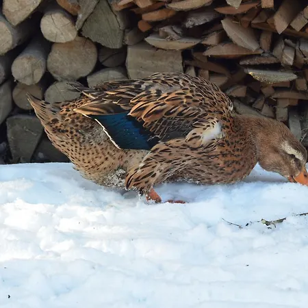 Pezion Limbovy Dvor Vrbov