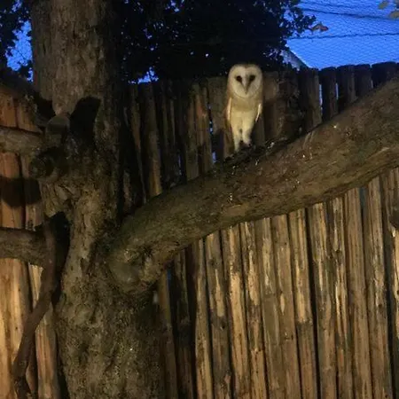 Penzión pre hostí Pezion Limbovy Dvor 2*