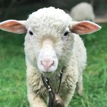 Pezion Limbovy Dvor Penzión pre hostí 2*